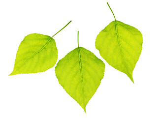 Green leaf from a tree on a white background.