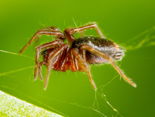 Spider on the hunt in nature.
