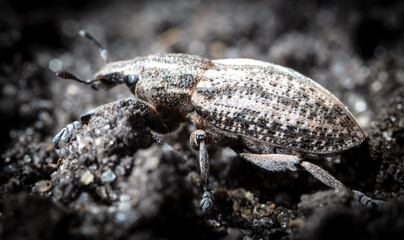 Close-up of a beetle on the ground