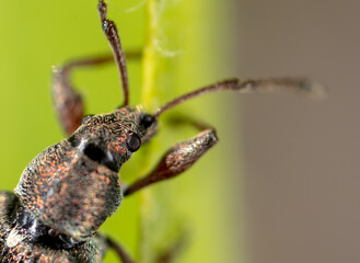 Beetle on a green plant in nature.