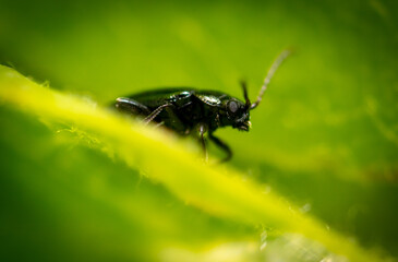 Fototapeta premium Beetle on a green plant in nature.