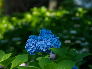 青い紫陽花