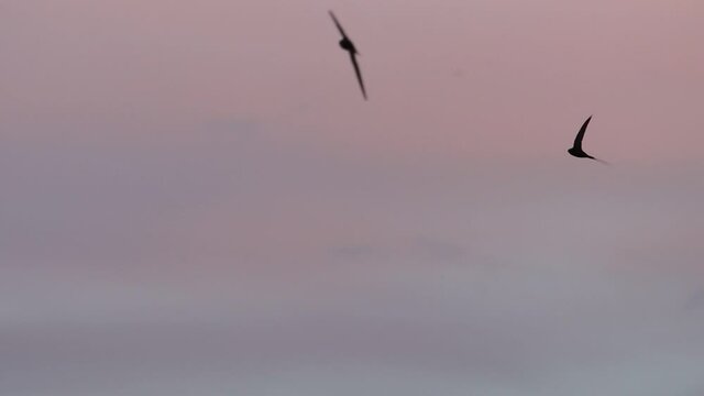 swifts in a row fly through the sunset sky slow motion