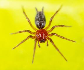 Spider on the hunt in nature.