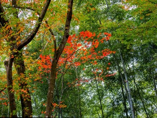 竹林と紅葉