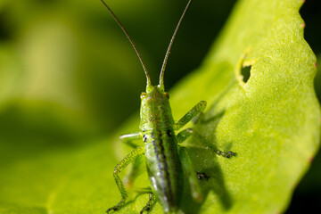 Green grasshopper in grassy vegetation.