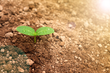 Sprout close up. Cucumber seedling planting into the soil