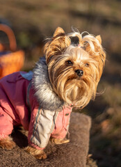 yorkshire terrier in the park