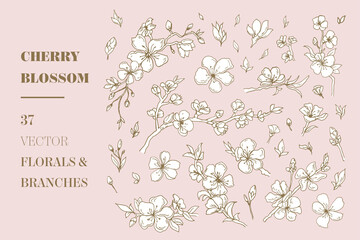 Cherry Blossom vector florals and branches - 355426292