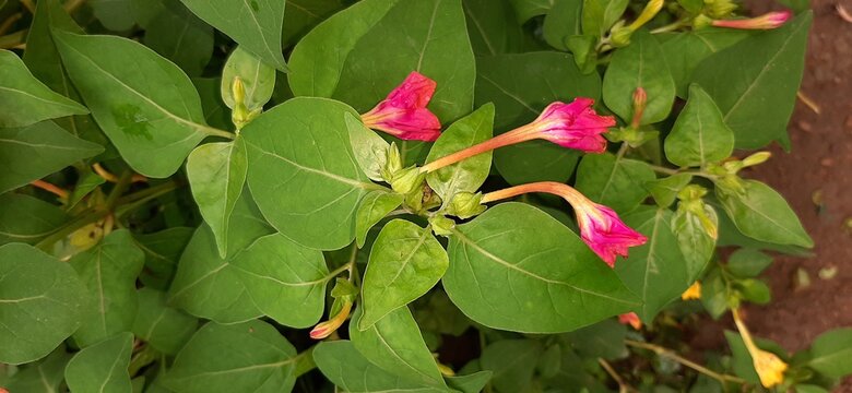 pink and yellow flower