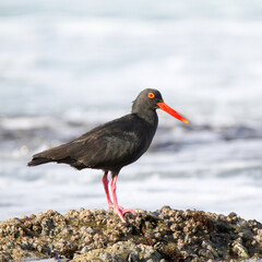 African Oystercatcher on the shores of Jefferey's Bay, South Africa