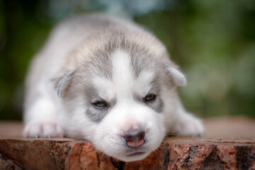 One Little cute puppy of Siberian husky dog outdoors