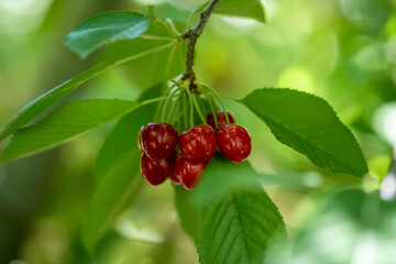 Bunch of ripe cherries on a blurry background of a cherry branch in the early morning in the garden. Selective focus. 