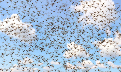 Migratory locust swarm. Locusta migratoria. Acrididae. Oedipodinae. Agriculture and pest control  - obrazy, fototapety, plakaty