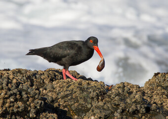 African Oystercatcher on the shores of Jefferey's Bay, South Africa