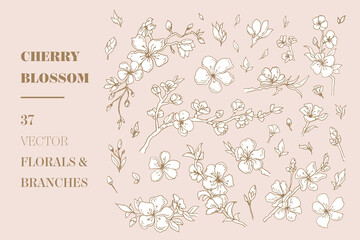 Cherry Blossom vector florals and branches - 355426658