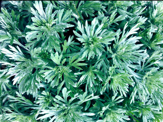 Decorative wormwood close up. For your design wallpapers,screen savers
