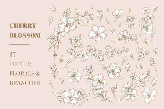 Cherry Blossom vector florals and branches