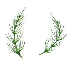 Horsetail field isolated on white background. Watercolor hand drawn illustration Equisetum. Perfect for medical and cosmetic herb design.