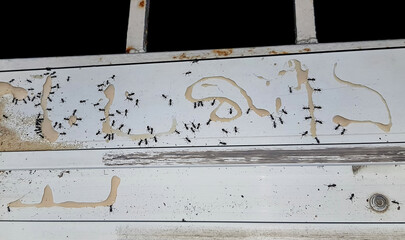 Odorous house ants, Tapinoma sp. (Hymenoptera: Formicidae), eat poison bait. Concept of pest...