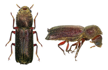 Oriental wood borer, lesser auger beetle (Australia) or oriental bostrichid, Heterobostrychus...