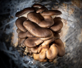 Close-up of oyster mushrooms on a farm.