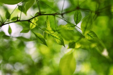 Fototapeta premium Sunlight shining through lush green leaves in the garden