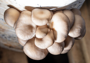 Close-up of oyster mushrooms on a farm.