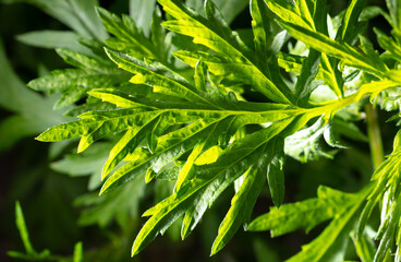 Green leaves on a grassy plant in the park.