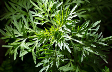 Green leaves on a grassy plant in the park.