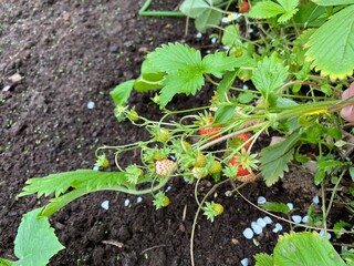 beds with young strawberry bushes in a vegetable garden