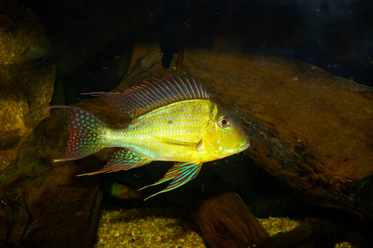 Aquarium fish.. Geophagus altifrons is a freshwater eartheater cichlid fish native to the Amazon River Basin, Brazil