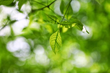 Sunlight shining through lush green leaves in the garden