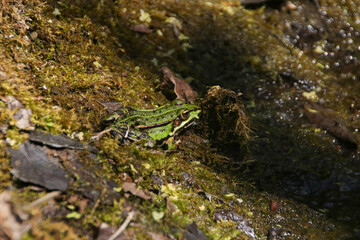 A Frog in a lake in Nuthe-Nieplitz Nature Park in federal state Brandenburg - Germany