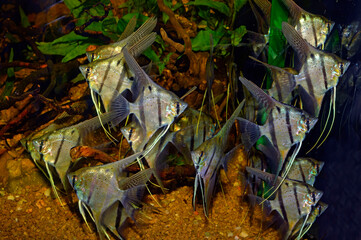 Aquarium fish. Pterophyllum is a small genus of freshwater fish from the family Cichlidae known to...