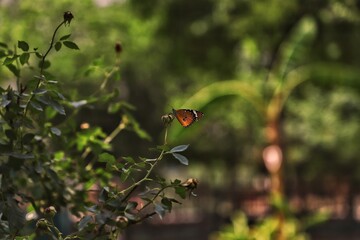 close up of a butterfly feeding on a plant