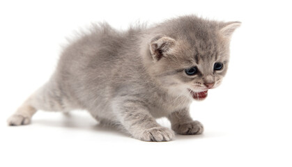 Portrait of a little kitten isolated on a white