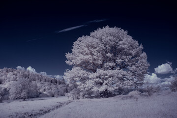 infrared photography - ir photo of landscape with tree under sky with clouds - the art of our world and plants in the infrared camera spectrum