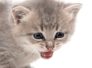 Portrait of a little kitten isolated on a white