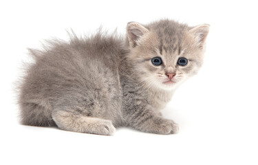 Portrait of a little kitten isolated on a white