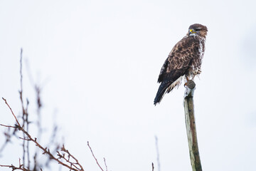 Busardo ratonero.Buteo Buteo