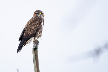 Busardo ratonero.Buteo Buteo