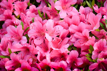 Beautiful Japanese pink Azalea flowers cut into a dense shrubbery. Full in bloom in may, springtime. Background full of flowers.