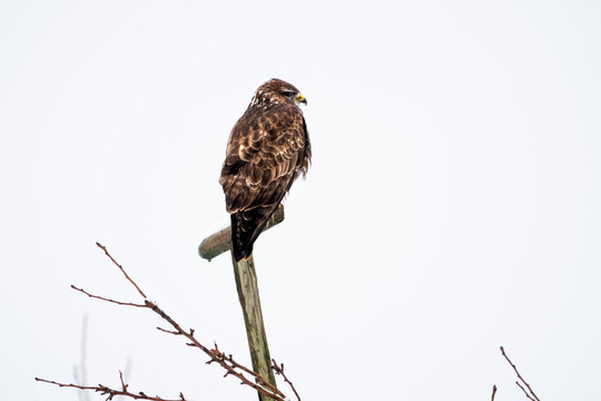 Busardo ratonero.Buteo Buteo