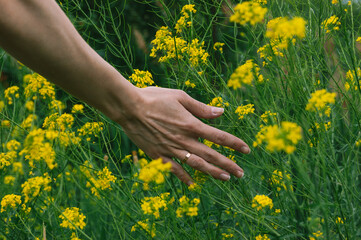 Woman hand with wild flowers. Girl's hand touching flowers closeup.  Field yellow flowers . Hand Skin care treatment