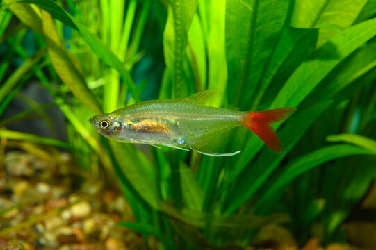 Aquarium fish. The glass bloodfin tetra, Prionobrama filigera, is a species of Characid fish native to the Amazon River basin of South America.