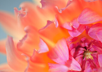 Beautiful pink and orange Chrysanthemum flower petals  opening up and in soft focus