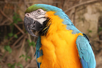 blue-and-yellow macaw in valletta (malta)
