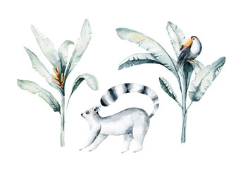 Watercolor illustration of a lemur in white background. Madagascar fauna zoo exotic lemurs animal. Tropical design poster © kris_art