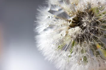 Zelfklevend Fotobehang Abstract macro photo, White dandelion with drops of water © Александр Клюйко